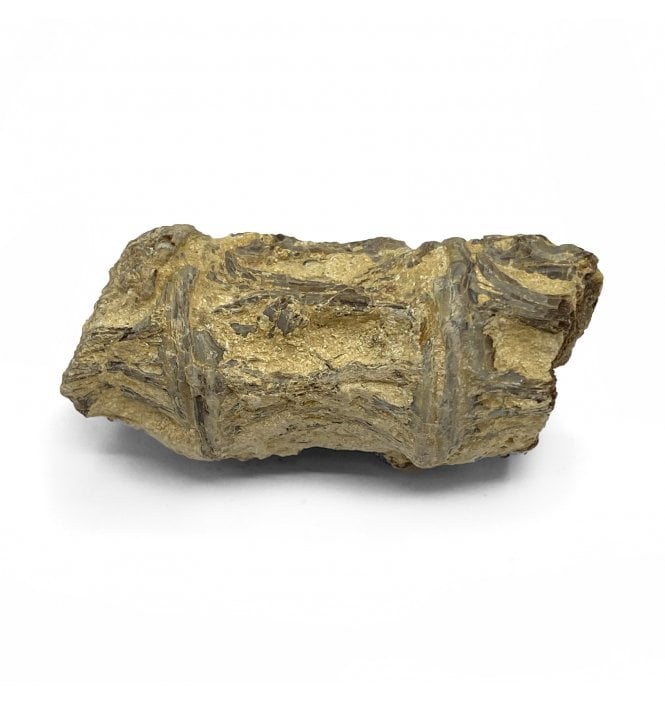 Upper Cretaceous Fish Vertebra from Niobrara Formation, Kansas, USA (SKU V5734)