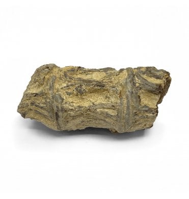 Upper Cretaceous Fish Vertebra from Niobrara Formation, Kansas, USA (SKU V5734)