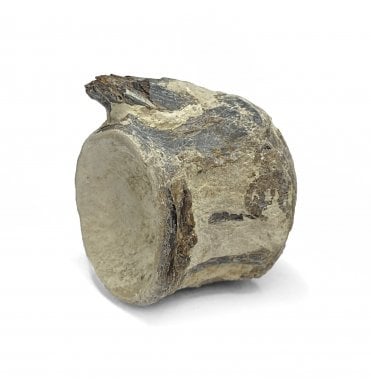 Upper Cretaceous Fish Vertebra from Niobrara Formation, Kansas, USA (SKU V5735)