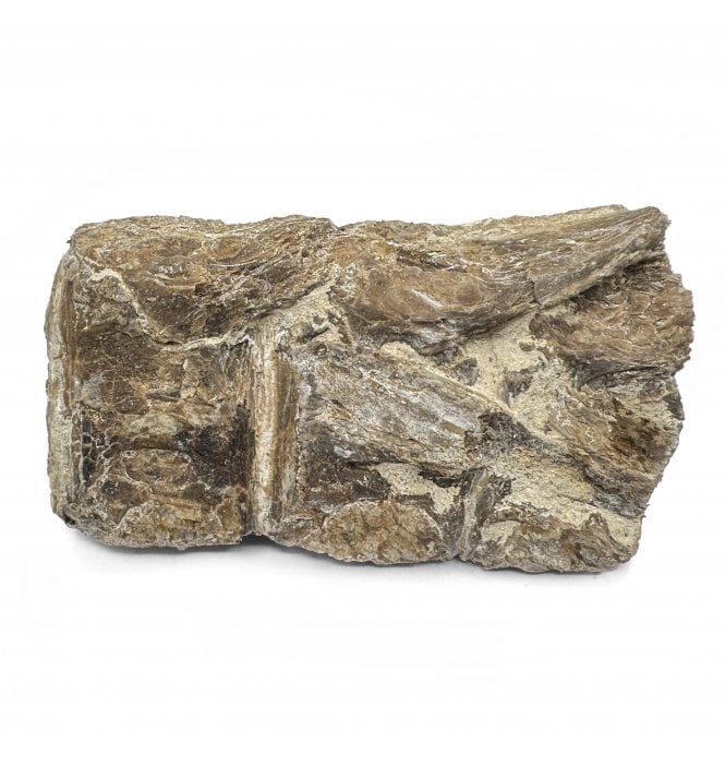 Upper Cretaceous Fish Vertebra from Niobrara Formation, Kansas, USA (SKU V6046)