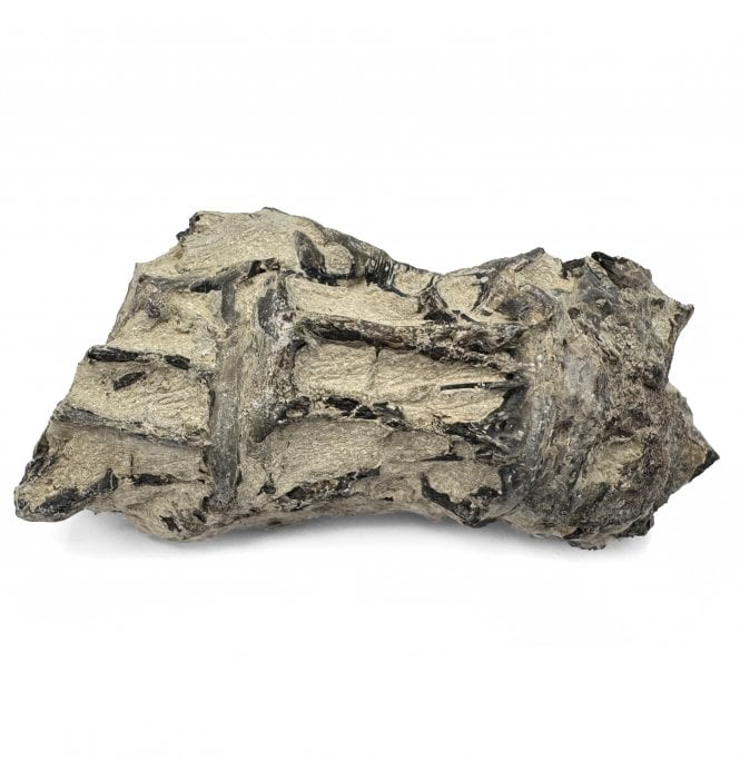 Upper Cretaceous Fish Vertebra from Niobrara Formation, Kansas, USA (SKU V6047)