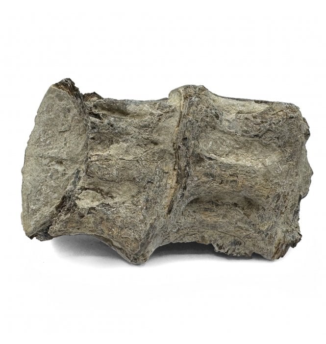 Upper Cretaceous Fish Vertebra from Niobrara Formation, Kansas, USA (SKU V6050)