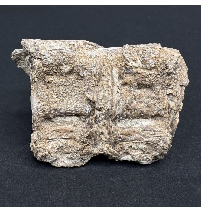 Upper Cretaceous Fish Vertebra from Niobrara Formation, Kansas, USA (SKU V7169)