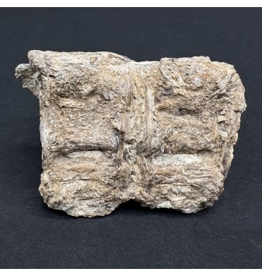 Upper Cretaceous Fish Vertebra from Niobrara Formation, Kansas, USA (SKU V7169)