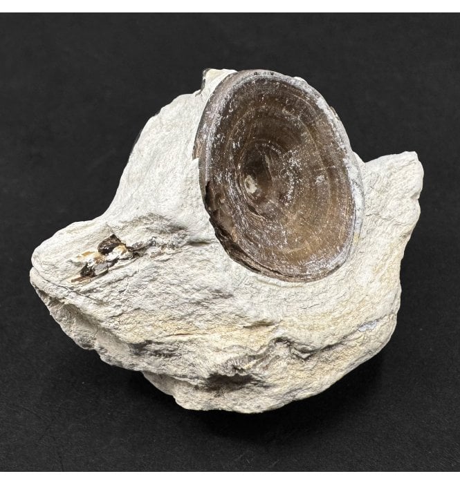 Upper Cretaceous Fish Vertebra from Niobrara Formation, Kansas, USA (SKU V9069)