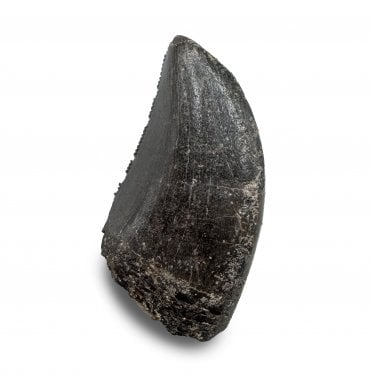 Upper Cretaceous Theropod Dinosaur Tyrannosaurus Tooth from the Hell Creek Formation, Montana, USA (SKU V8498):- Tyrannosaurus Rex