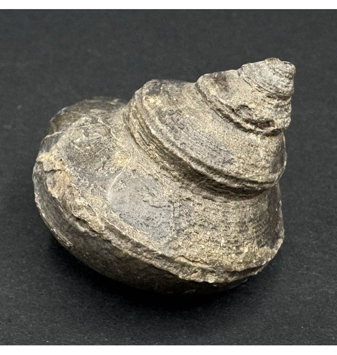 Upper Devonian Gastropod from Morocco (SKU OF3190)