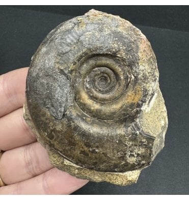 Upper Devonian Goniatite from Morocco, North Africa (SKU OF3317):- Platyclymenia sp. indet