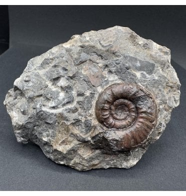 Upper Devonian Goniatite from Morocco, North Africa (SKU OF3512):- Platyclymenia sp. indet