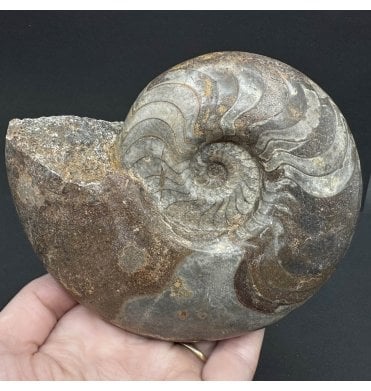 Upper Devonian Goniatite from Morocco, North Africa (SKU OF3619):- Manticoceras sp. Indet.