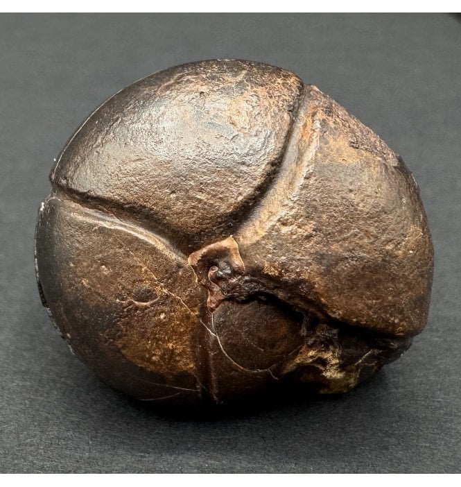 Upper Devonian, Hematite Goniatite from Morocco (SKU OF3915):- Prionoceras frechi