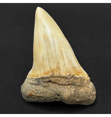 Upper Eocene Fossil Mako Shark Tooth from Morocco, North Africa (SKU V9289):- Charcharodon (Cosmopolitodus) hastalis