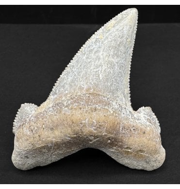 Upper Eocene Fossil Shark Tooth from Morocco, North Africa (SKU V8777):- Otodus (Carcharocles) cf. sokolovi