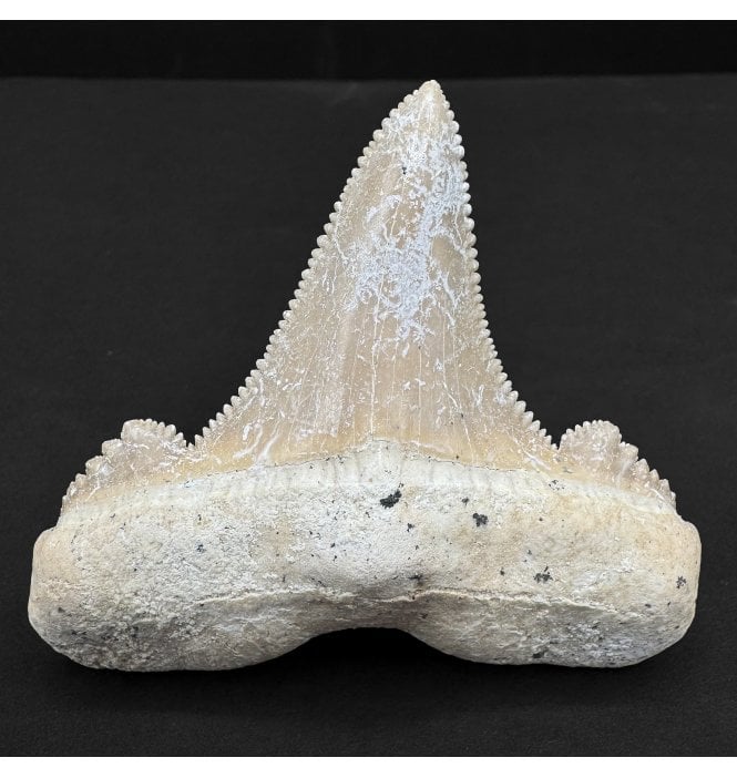Upper Eocene Fossil Shark Tooth from Morocco, North Africa (SKU V8778):- Otodus (Carcharocles) cf. sokolovi