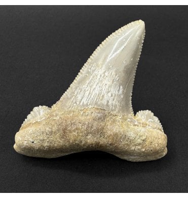 Upper Eocene Fossil Shark Tooth from Morocco, North Africa (SKU V9290):- Otodus (Carcharocles) cf. sokolovi