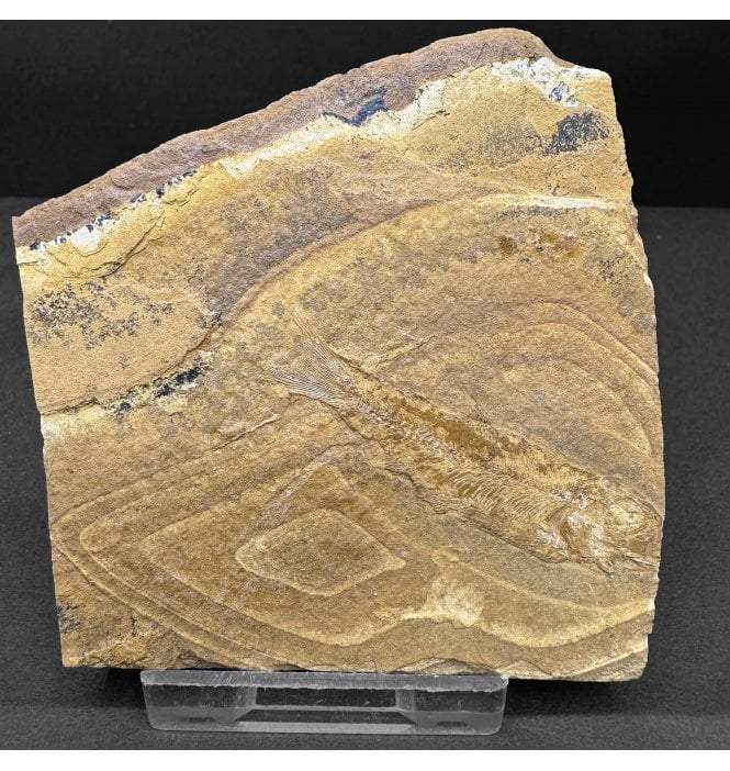 Upper Jurassic Fossil Fish from New South Wales, Australia (SKU V8060):- Cavenderichthys talbragarensis