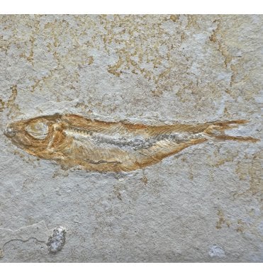Upper Jurassic Fossil Fish from Solnhofen, Eichstatt, Germany (SKU V8912):- Leptolepis sprattiformis