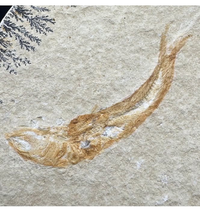 Upper Jurassic Fossil Fish from Solnhofen, Eichstatt, Germany (SKU V9154):- Leptolepis sprattiformis