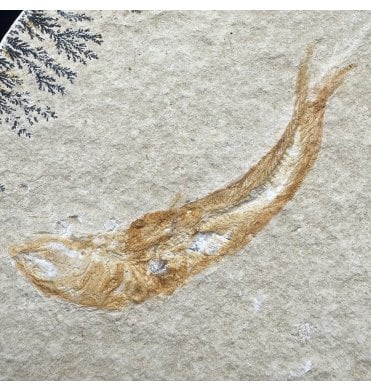 Upper Jurassic Fossil Fish from Solnhofen, Eichstatt, Germany (SKU V9154):- Leptolepis sprattiformis