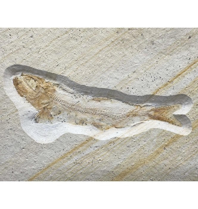 Upper Jurassic Fossil Fish from Solnhofen, Germany (SKU V7278) Anaethalion Augustus
