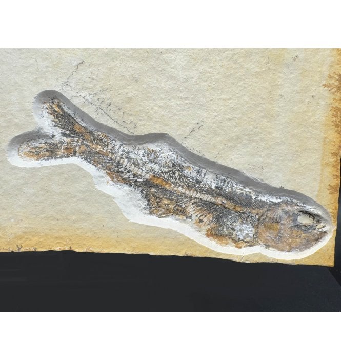 Upper Jurassic Fossil Fish from Solnhofen, Germany (SKU V7279) Anaethalion Augustus