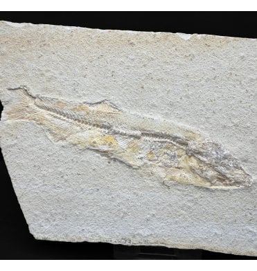 Upper Jurassic Fossil Fish from Solnhofen, Germany (SKU V8927):- Anaethalion knorri