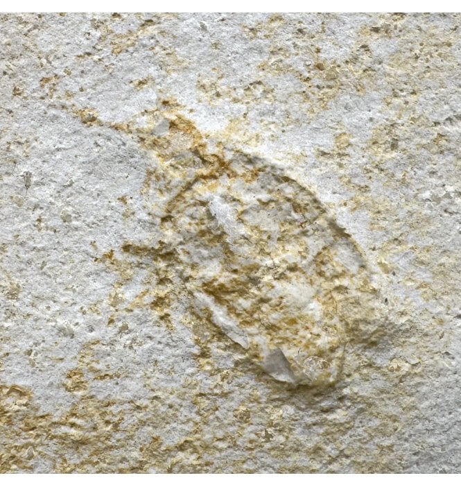 Upper Jurassic Fossil Insect - Cockroach from Solnhofen, Eichstatt, Germany (SKU OF3481):- Lithoblatta lithophilia