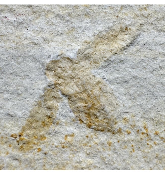 Upper Jurassic Fossil Insect - Cockroach from Solnhofen, Eichstatt, Germany (SKU OF4088):- Lithoblatta lithophilia
