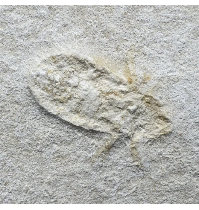 Upper Jurassic Fossil Insect - Water Bug from Solnhofen, Eichstatt, Germany (SKU OF3479):- Mesobelostomum deperditum
