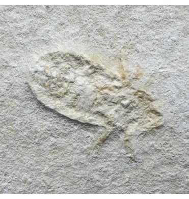 Upper Jurassic Fossil Insect - Water Bug from Solnhofen, Eichstatt, Germany (SKU OF3479):- Mesobelostomum deperditum