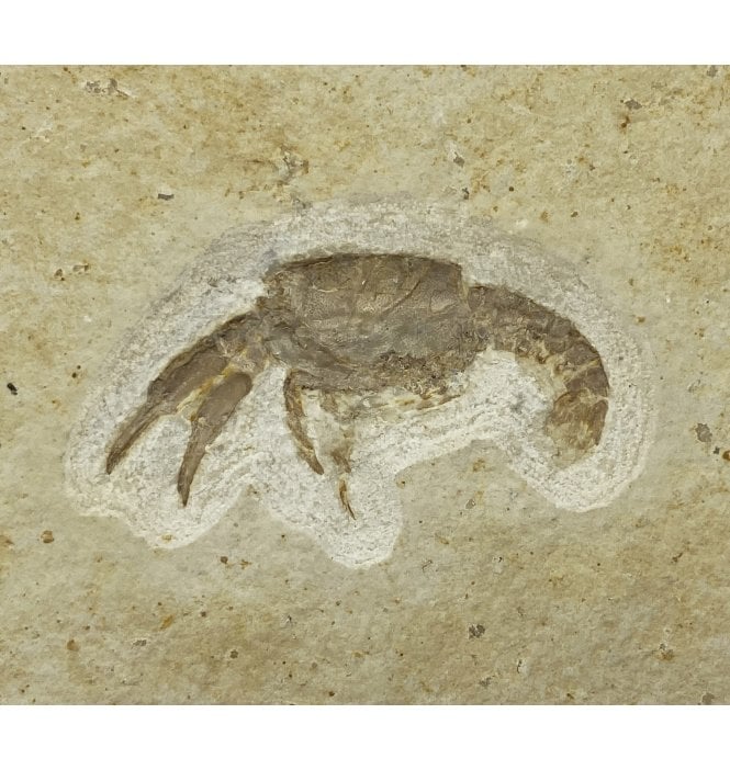 Upper Jurassic Fossil Lobster from Solnhofen, Eichstatt, Germany (SKU OF2083):- Eryma modestiformis