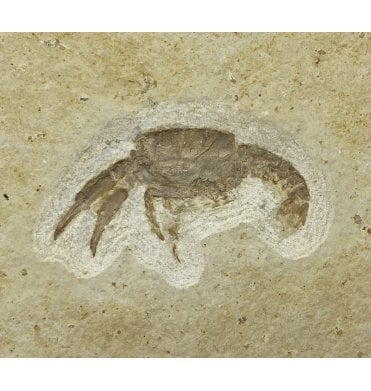 Upper Jurassic Fossil Lobster from Solnhofen, Eichstatt, Germany (SKU OF2083):- Eryma modestiformis