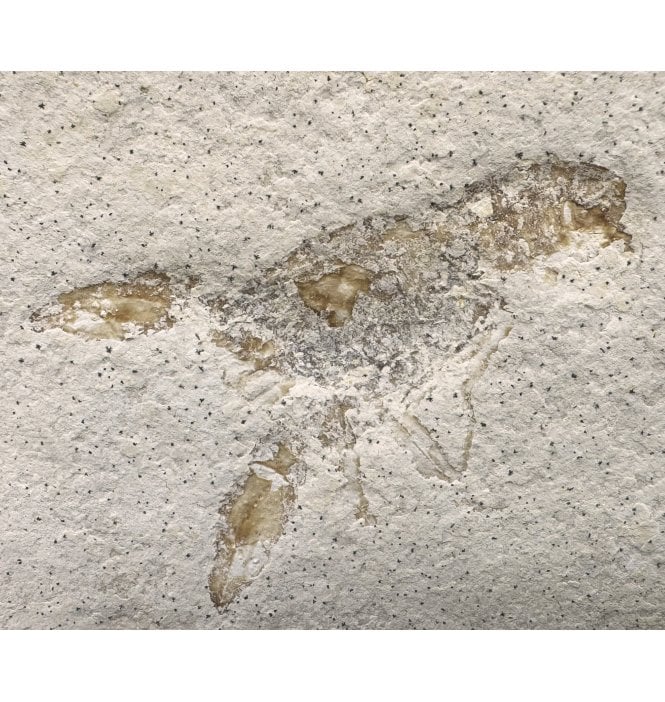 Upper Jurassic Fossil Lobster from Solnhofen, Eichstatt, Germany (SKU OF2781):- Eryma modestiformis
