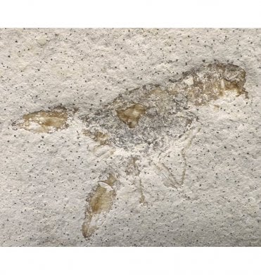 Upper Jurassic Fossil Lobster from Solnhofen, Eichstatt, Germany (SKU OF2781):- Eryma modestiformis