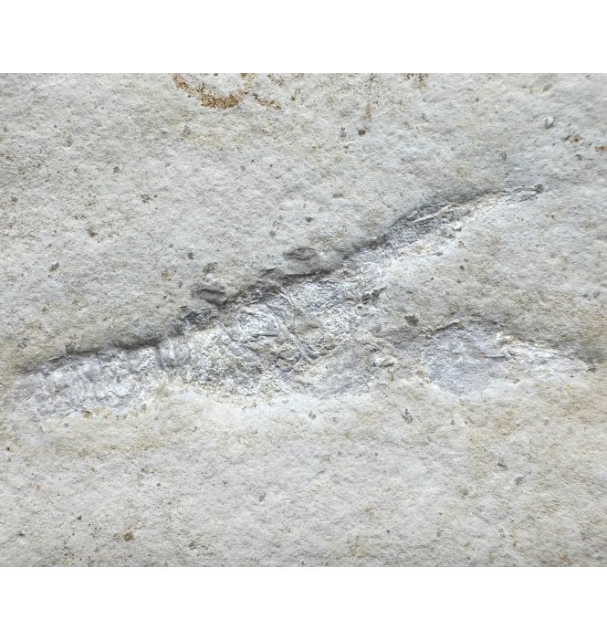 Upper Jurassic Fossil Lobster from Solnhofen, Eichstatt, Germany (SKU OF3362):- Eryma sp.