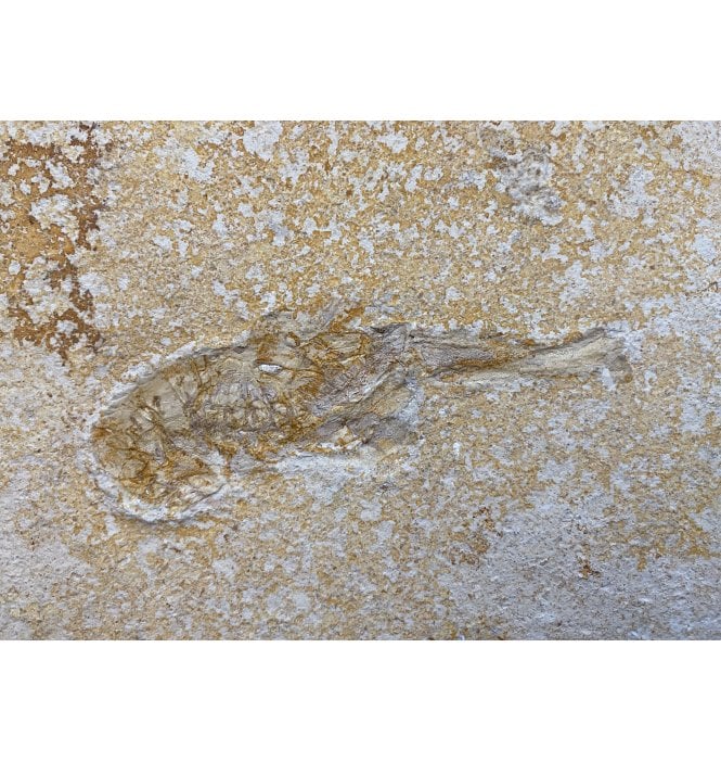 Upper Jurassic Fossil Lobster from the Upper Jurassic of Germany (SKU OF1454):- Mecochirus brevimanus