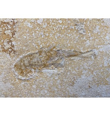 Upper Jurassic Fossil Lobster from the Upper Jurassic of Germany (SKU OF1454):- Mecochirus brevimanus