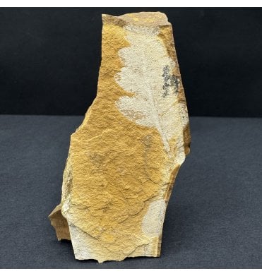 Upper Jurassic Fossil Plant from New South Wales, Australia (SKU OF3813):- Rintoulia pinnata