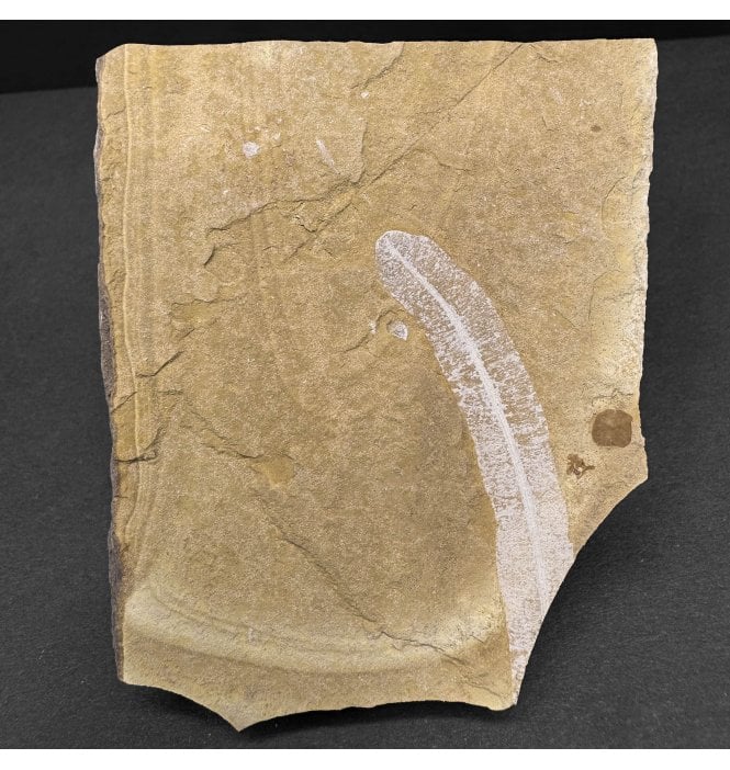 Upper Jurassic Fossil Plant from New South Wales, Australia (SKU OF3821):- Pentoxylon australica
