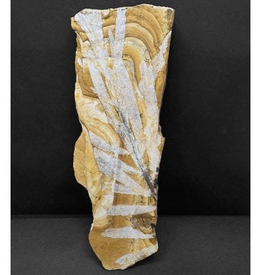 Upper Jurassic Fossil Plant from New South Wales, Australia (SKU OF3822):- Agathis jurassica