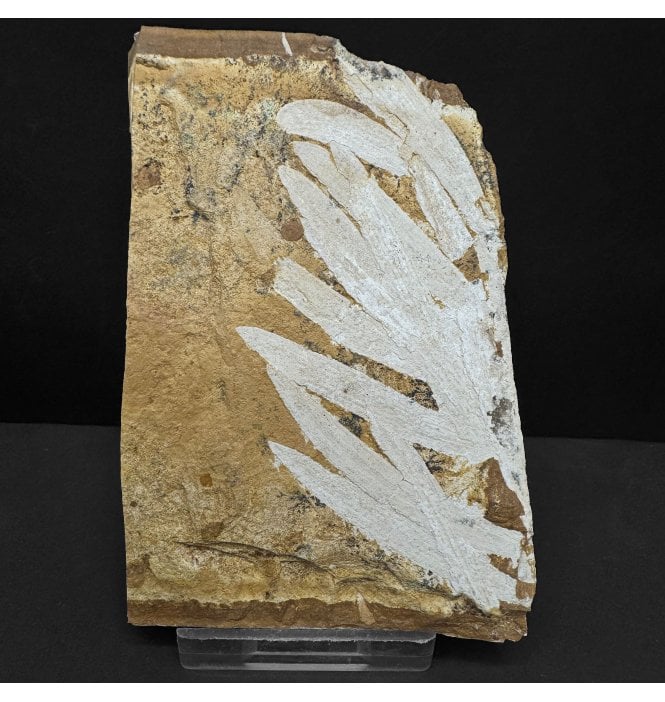 Upper Jurassic Fossil Plant from New South Wales, Australia (SKU OF4277):- Agathis jurassica