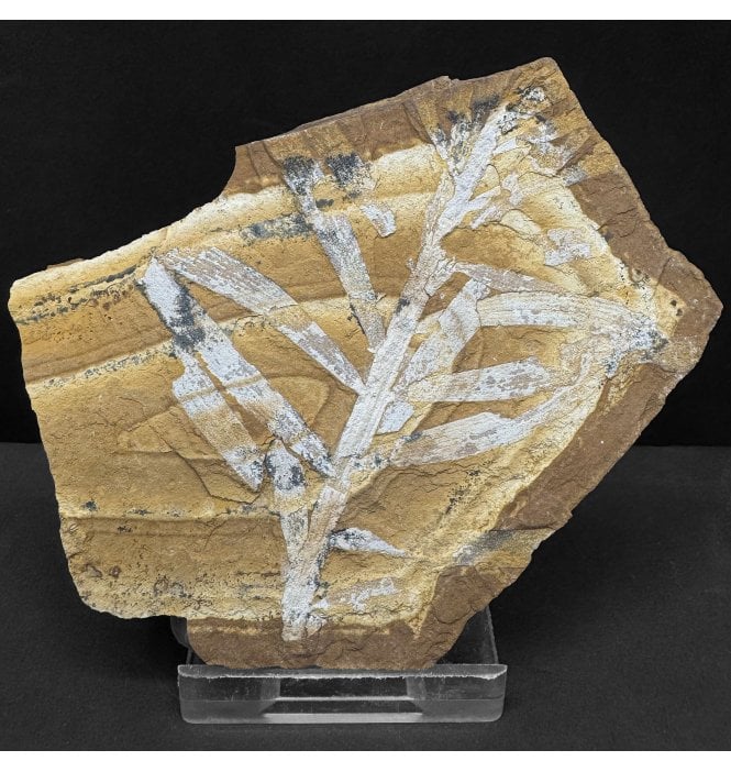Upper Jurassic Fossil Plant from New South Wales, Australia (SKU OF4278):- Agathis jurassica