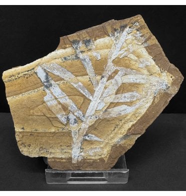 Upper Jurassic Fossil Plant from New South Wales, Australia (SKU OF4278):- Agathis jurassica
