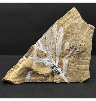 Upper Jurassic Fossil Plant from New South Wales, Australia (SKU OF4308):- Agathis jurassica