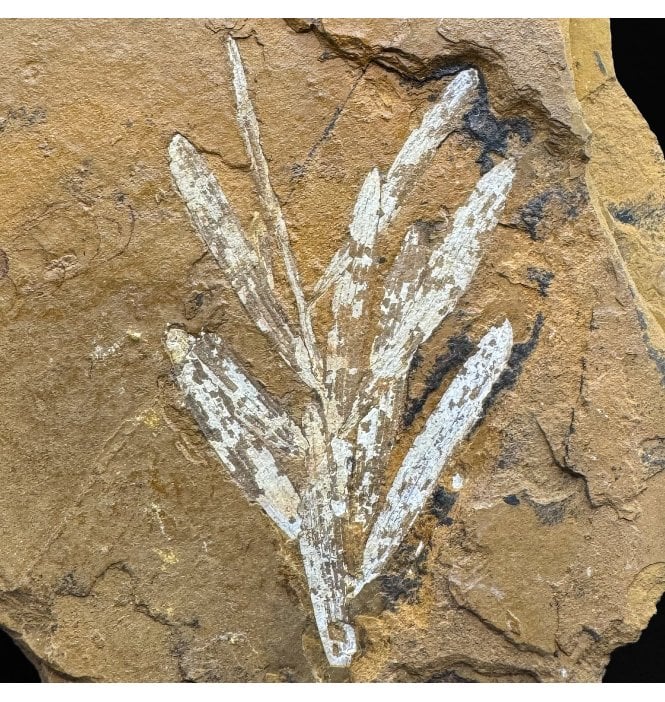 Upper Jurassic Fossil Plant from New South Wales, Australia (SKU OF4319):- Agathis jurassica