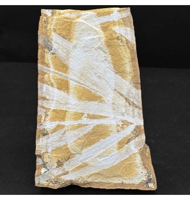 Upper Jurassic Fossil Plant from New South Wales, Australia (SKU OF4425):- Agathis jurassica