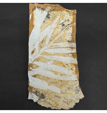Upper Jurassic Fossil Plant from New South Wales, Australia (SKU OF4426):- Agathis jurassica