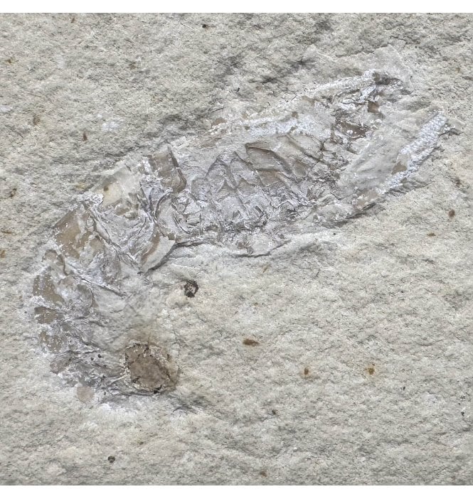 Upper Jurassic Fossil Prawn (Dendrobranhiata) from Solnhofen, Eichstatt, Germany (SKU OF3209):- Acanthochirana cordata