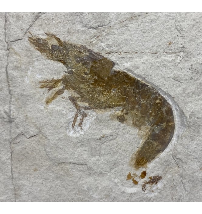 Upper Jurassic Fossil Prawn from Solnhofen, Eichstatt, Germany (SKU OF2075):- Acanthochirana cordata