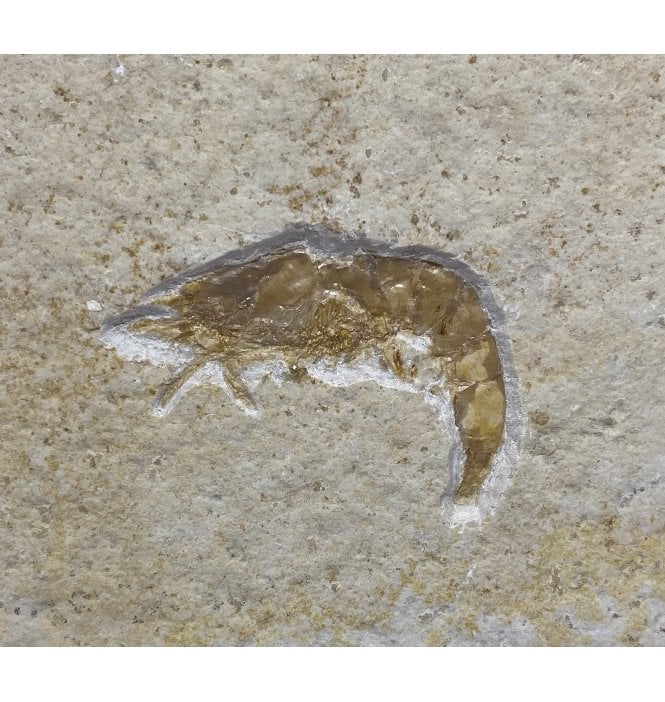 Upper Jurassic Fossil Prawn from Solnhofen, Eichstatt, Germany (SKU OF2082):- Acanthochirana cordata